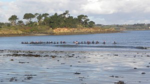 Marche aquatique sur le plage de Sainte-Anne